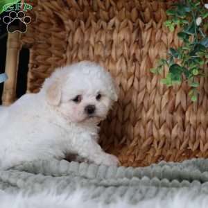 Tiger, Teddy Bear Puppy